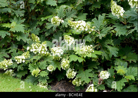 Oak-leaved hydrangea Hydrangea quercifolia `Snow Queen`(Flenygea) Stock Photo